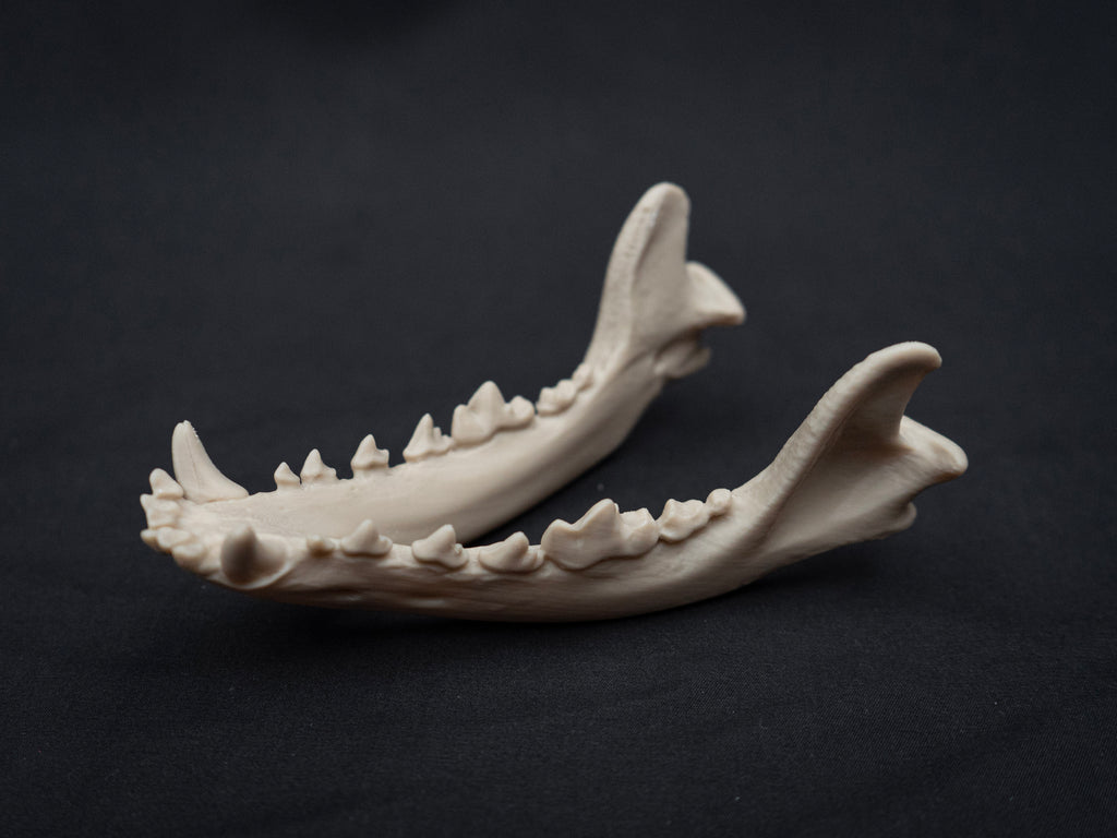 German Shepherd Skull - Life Size 3D Print
