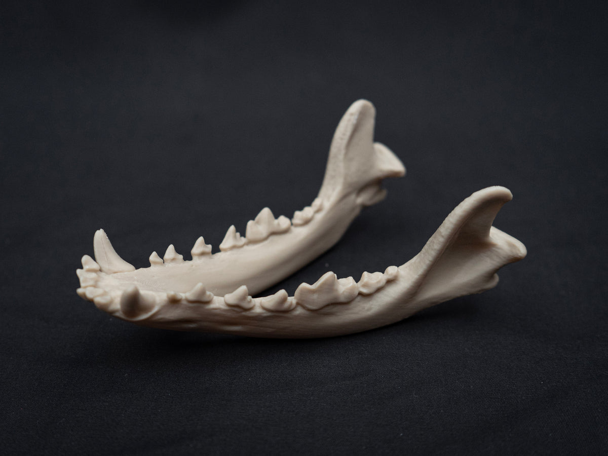 German Shepherd Skull - Life Size 3D Print