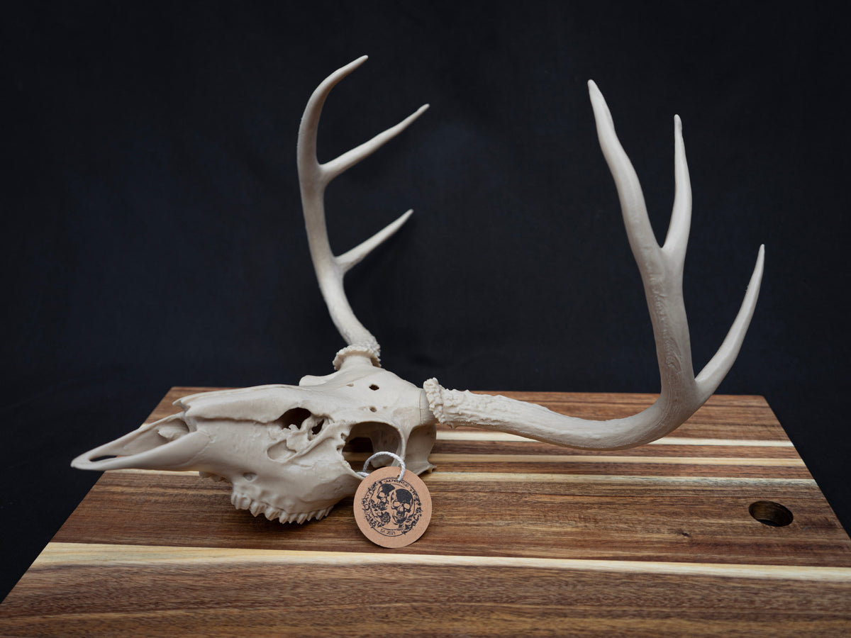 Deer Skull - Life Size 3D Print