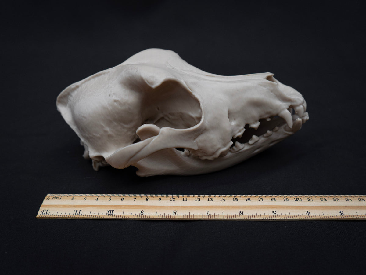 German Shepherd Skull - Life Size 3D Print