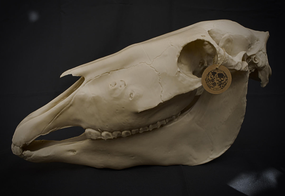 Life-Size Horse Skull Model Assembly Kit | 3D Printed DIY Gothic D�cor | Mari Lw