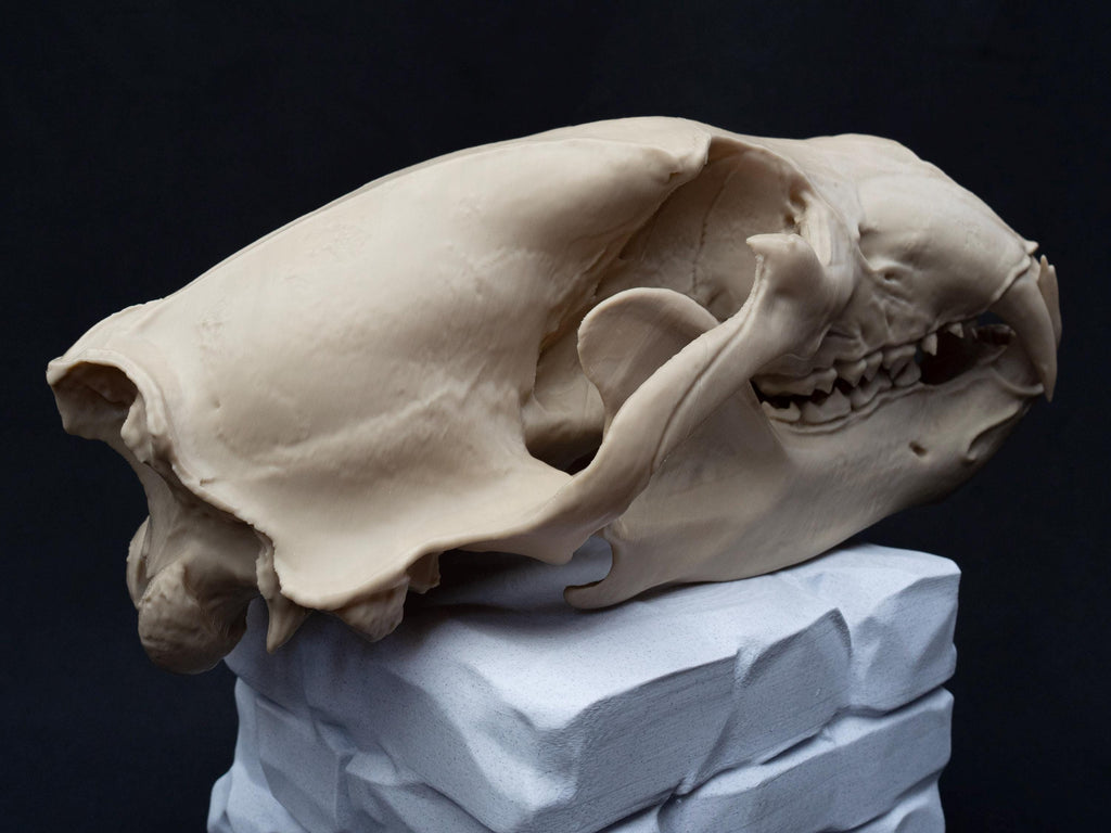 Life Size 3D Printed Polar Bear Skull Model | Gothic Home Decor Oddities