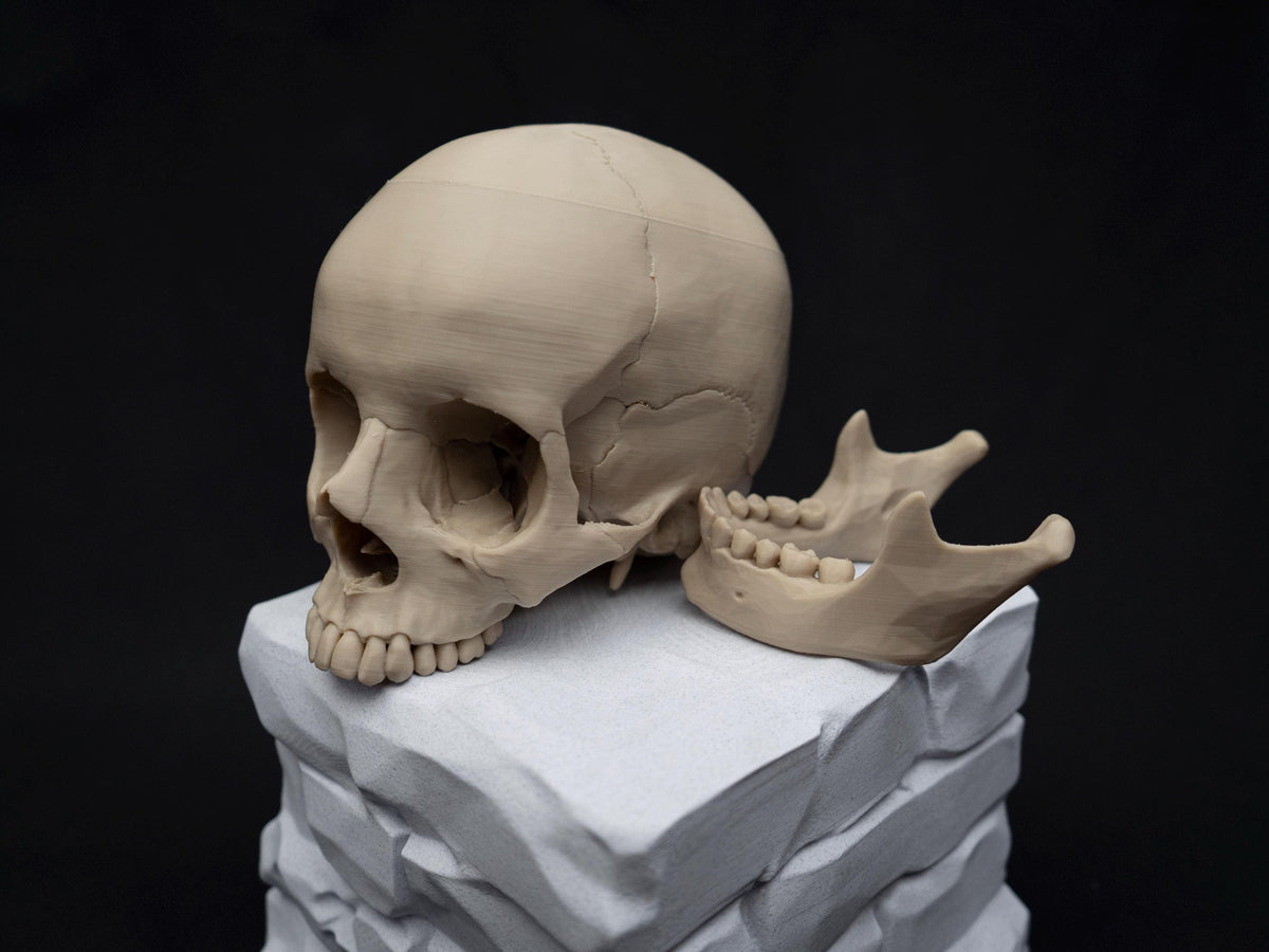 Life Size Human Skull Model | 3D Printed Faux Bone Cranium, Gothic Decor