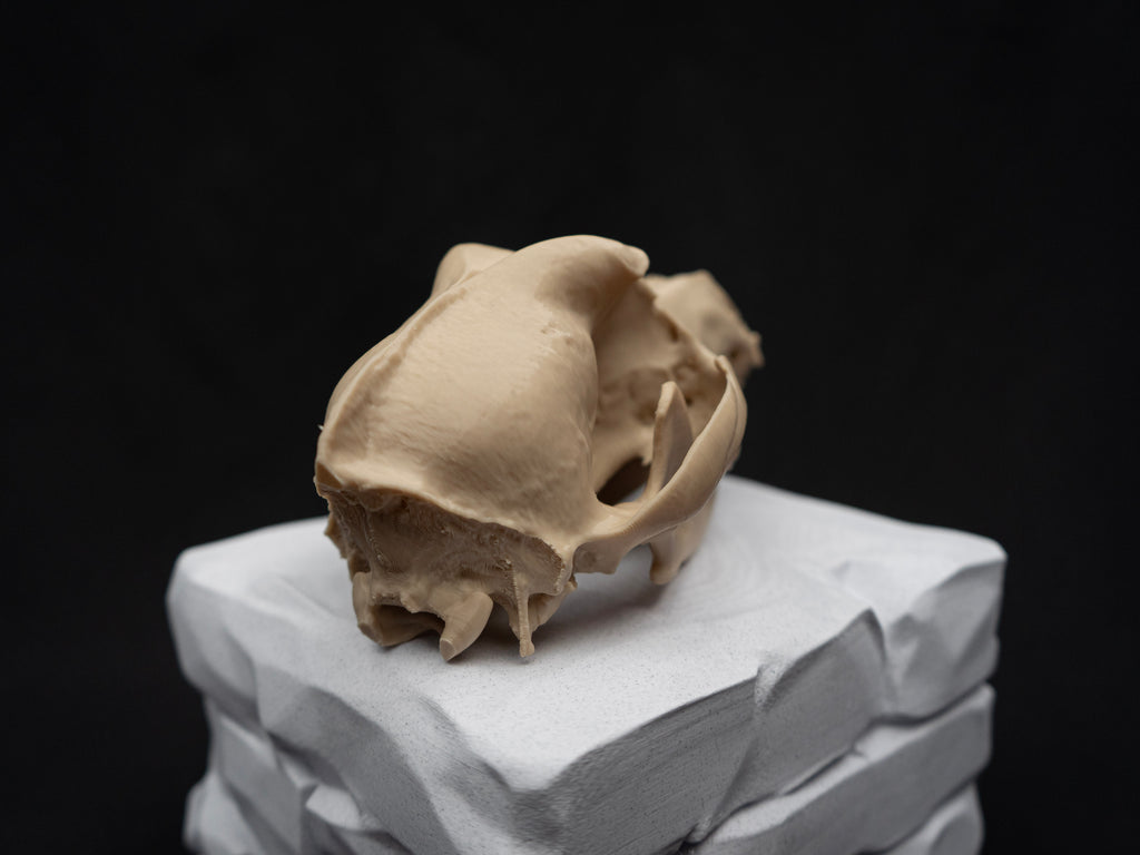 German Shepherd Skull - Life Size 3D Print