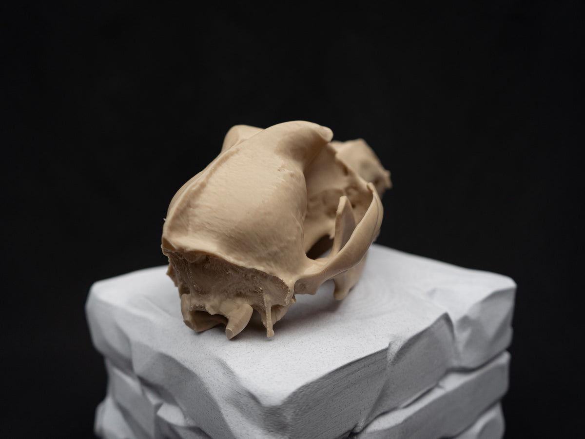 German Shepherd Skull - Life Size 3D Print