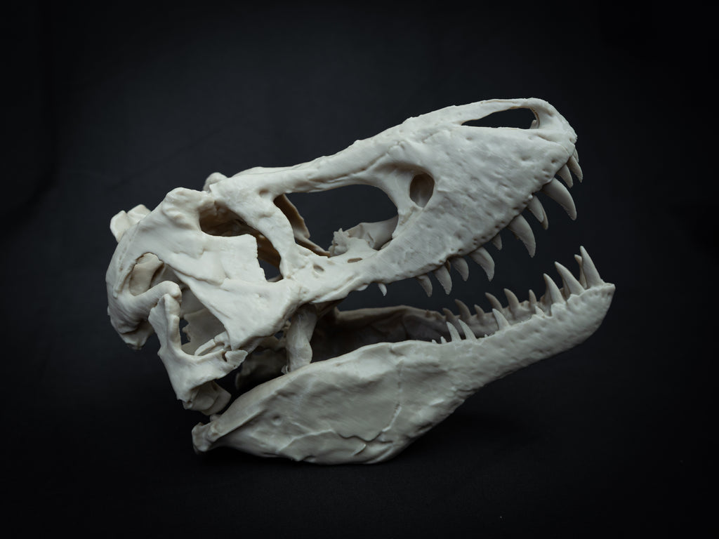 T-Rex Skull - Scaled 3D Print