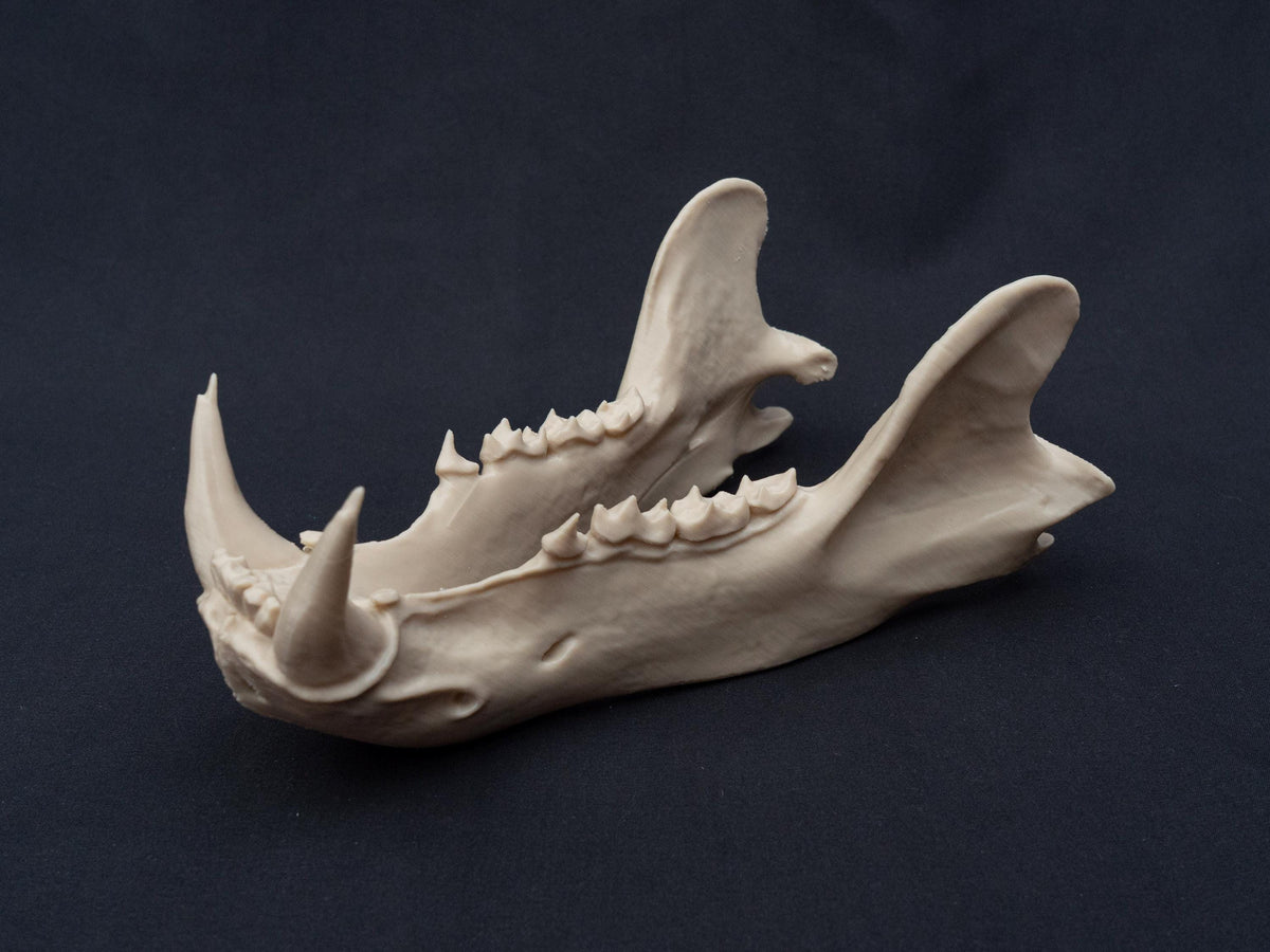 Life Size 3D Printed Polar Bear Skull Model | Gothic Home Decor Oddities