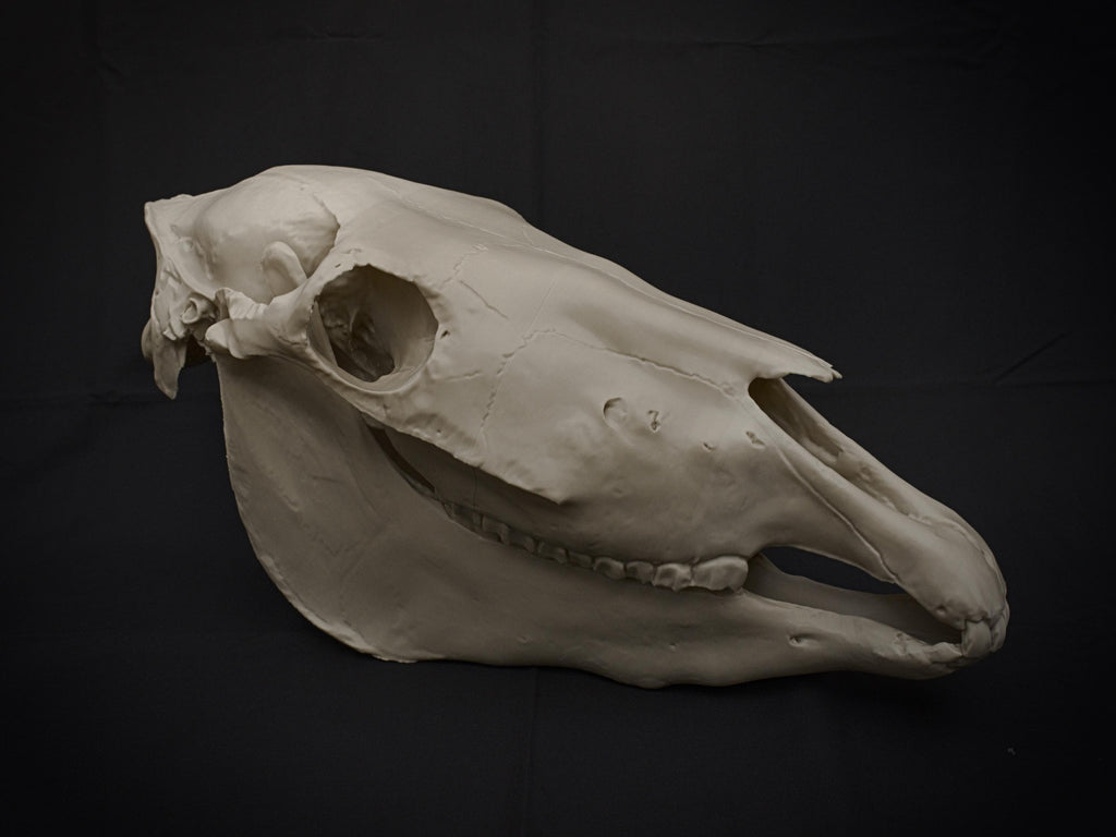 Life-Size Horse Skull Model Assembly Kit | 3D Printed DIY Gothic D�cor | Mari Lw