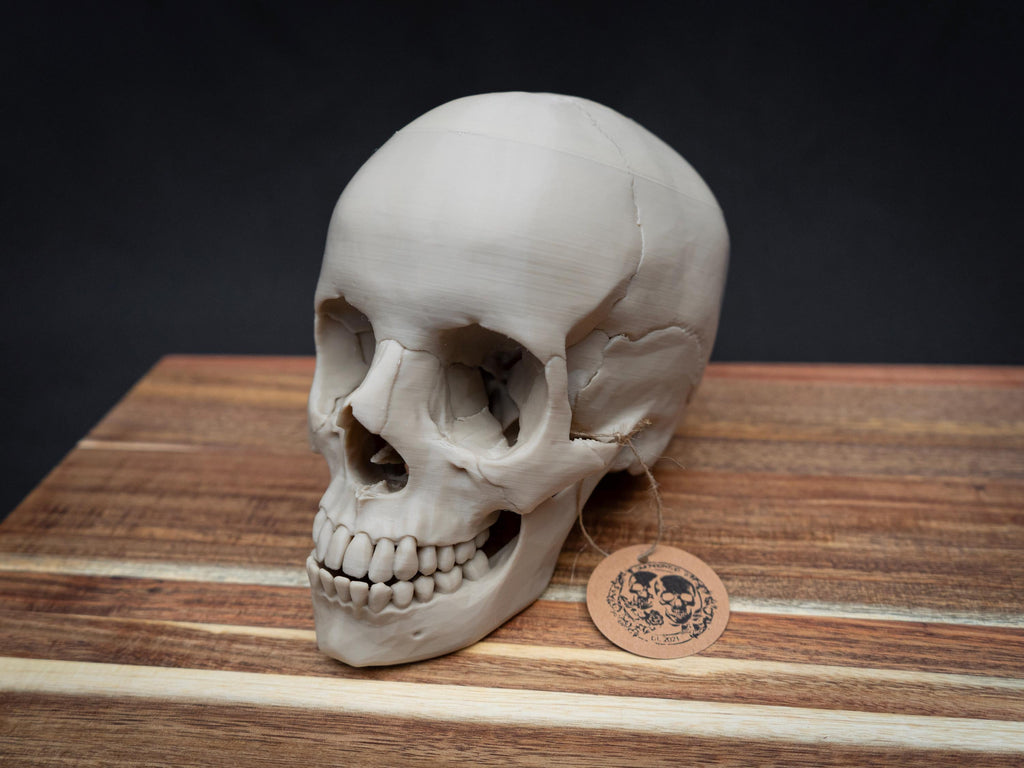 Life Size Human Skull Model | 3D Printed Faux Bone Cranium, Gothic Decor