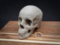Life Size Human Skull Model | 3D Printed Faux Bone Cranium, Gothic Decor