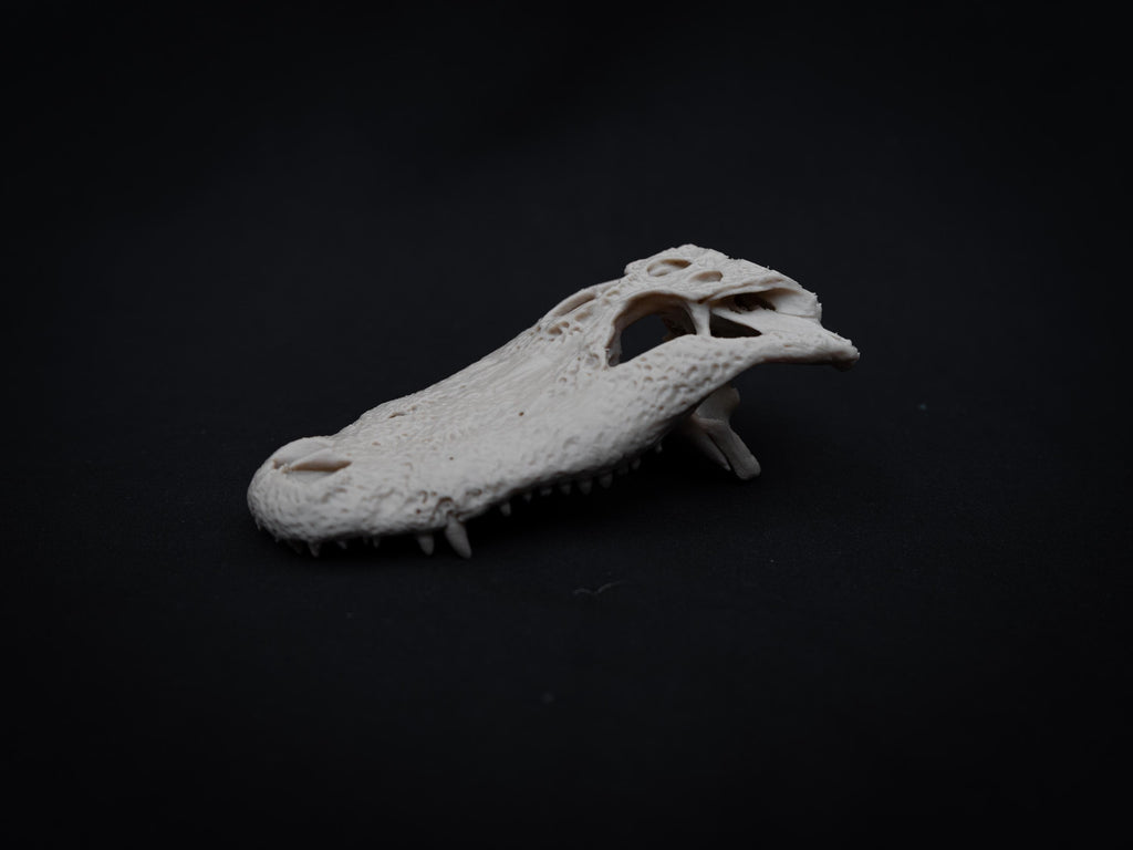 Scaled Alligator Skull Model | Gothic Decor Oddities and Curiosities | 3D Printe