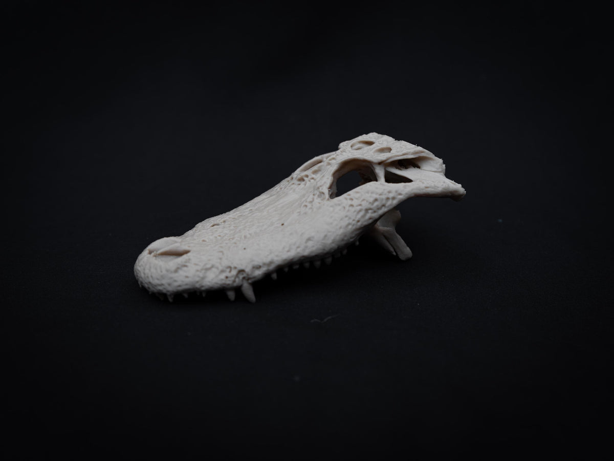 Scaled Alligator Skull Model | Gothic Decor Oddities and Curiosities | 3D Printe