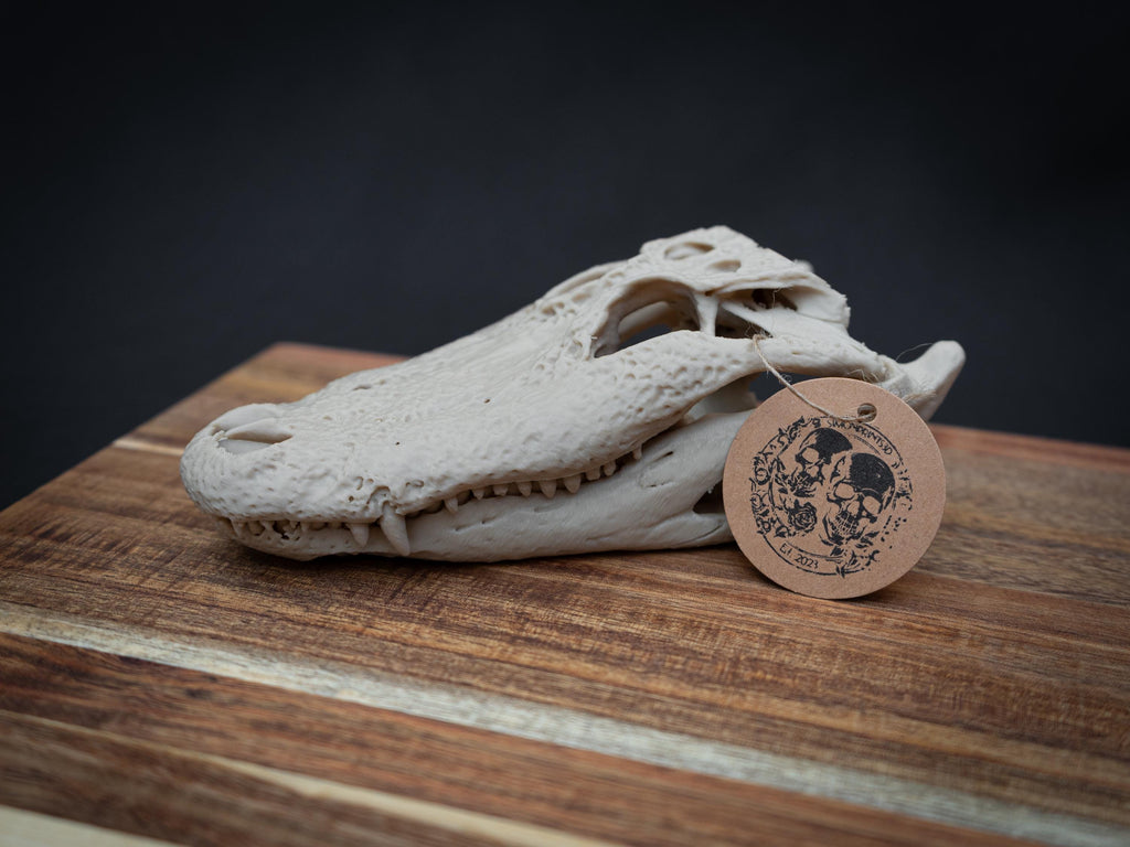 Scaled Alligator Skull Model | Gothic Decor Oddities and Curiosities | 3D Printe
