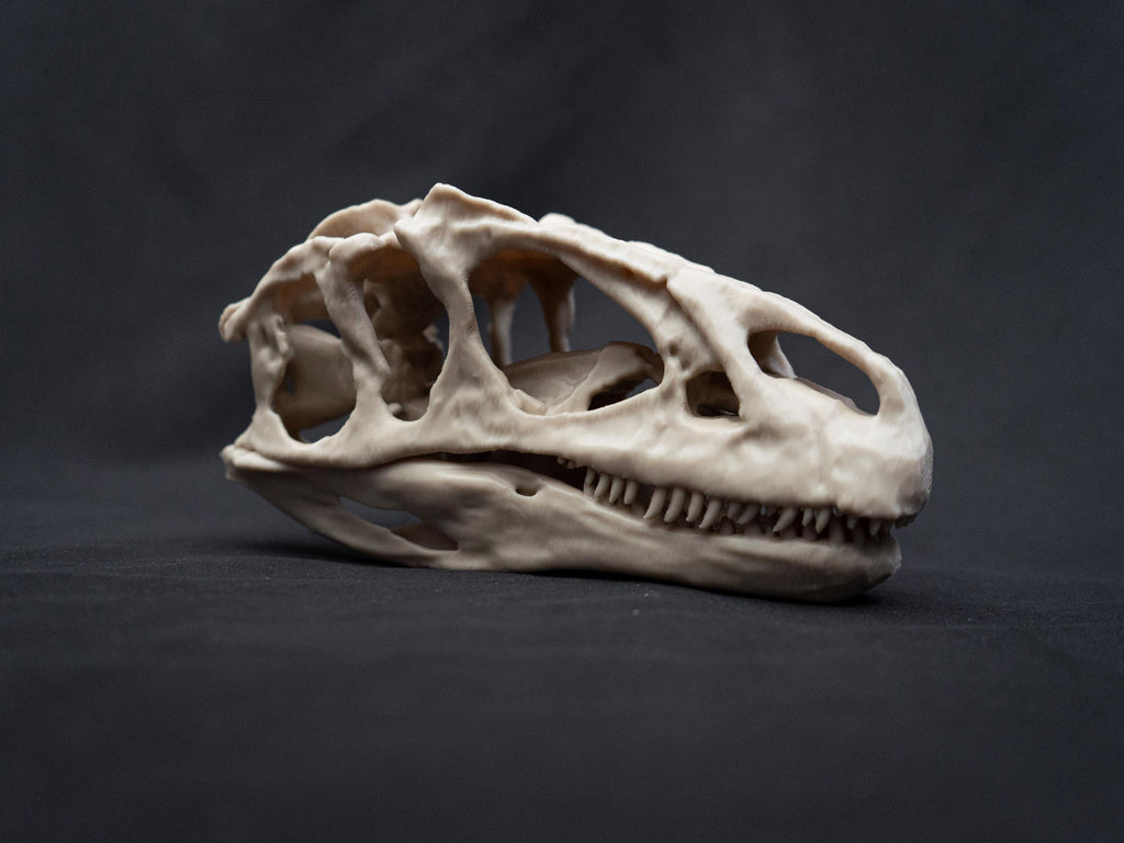 Allosaurus Skull Model | 3D Printed Dinosaur Model, Gothic Decor, Jurassic Fossi