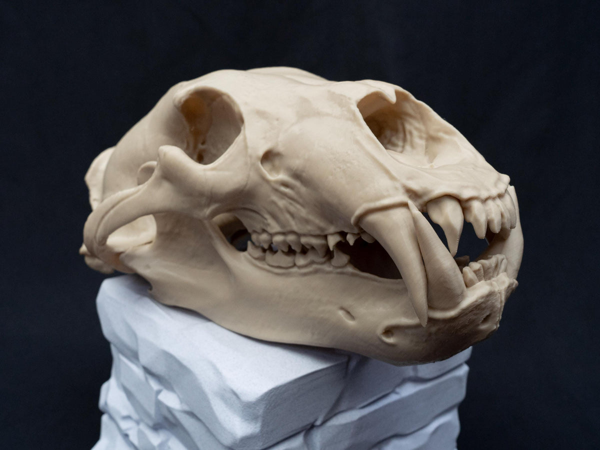 Life Size 3D Printed Polar Bear Skull Model | Gothic Home Decor Oddities