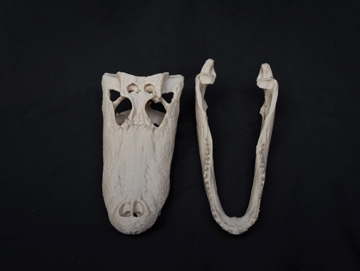 Alligator Skull - Life Size 3D Print