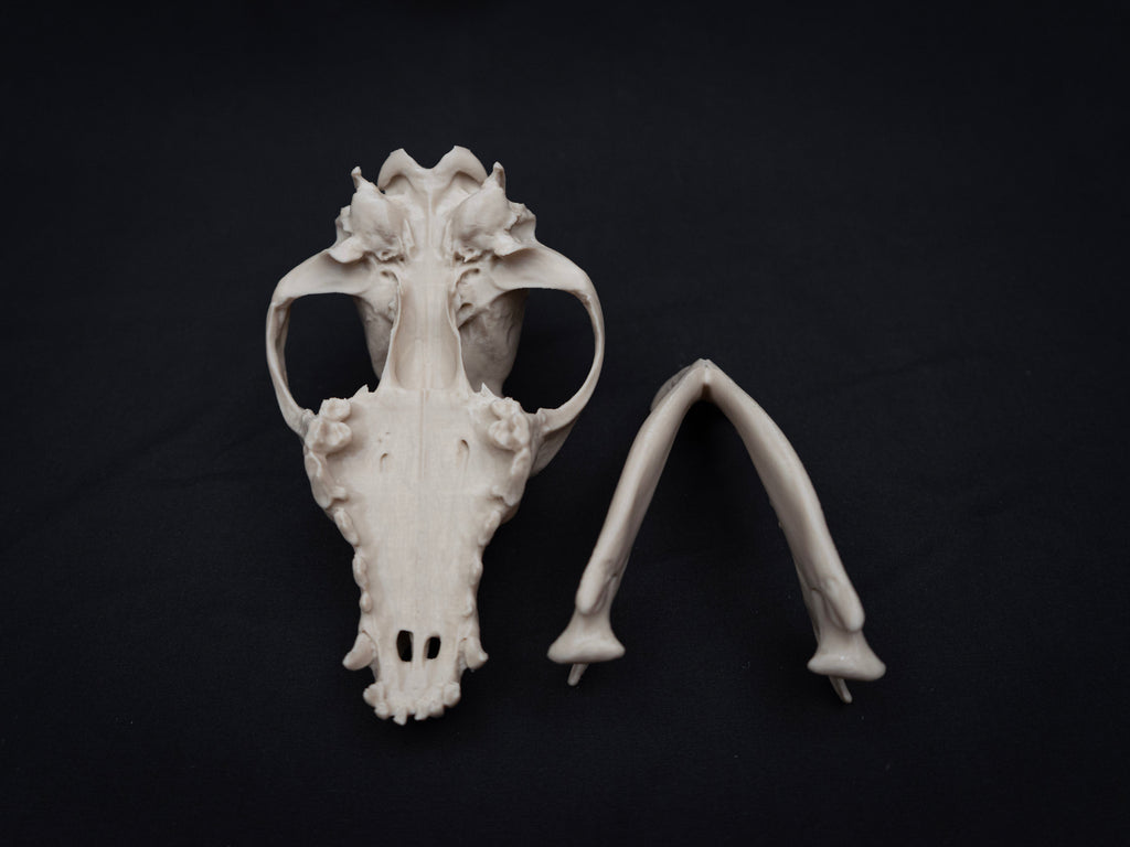 German Shepherd Skull - Life Size 3D Print