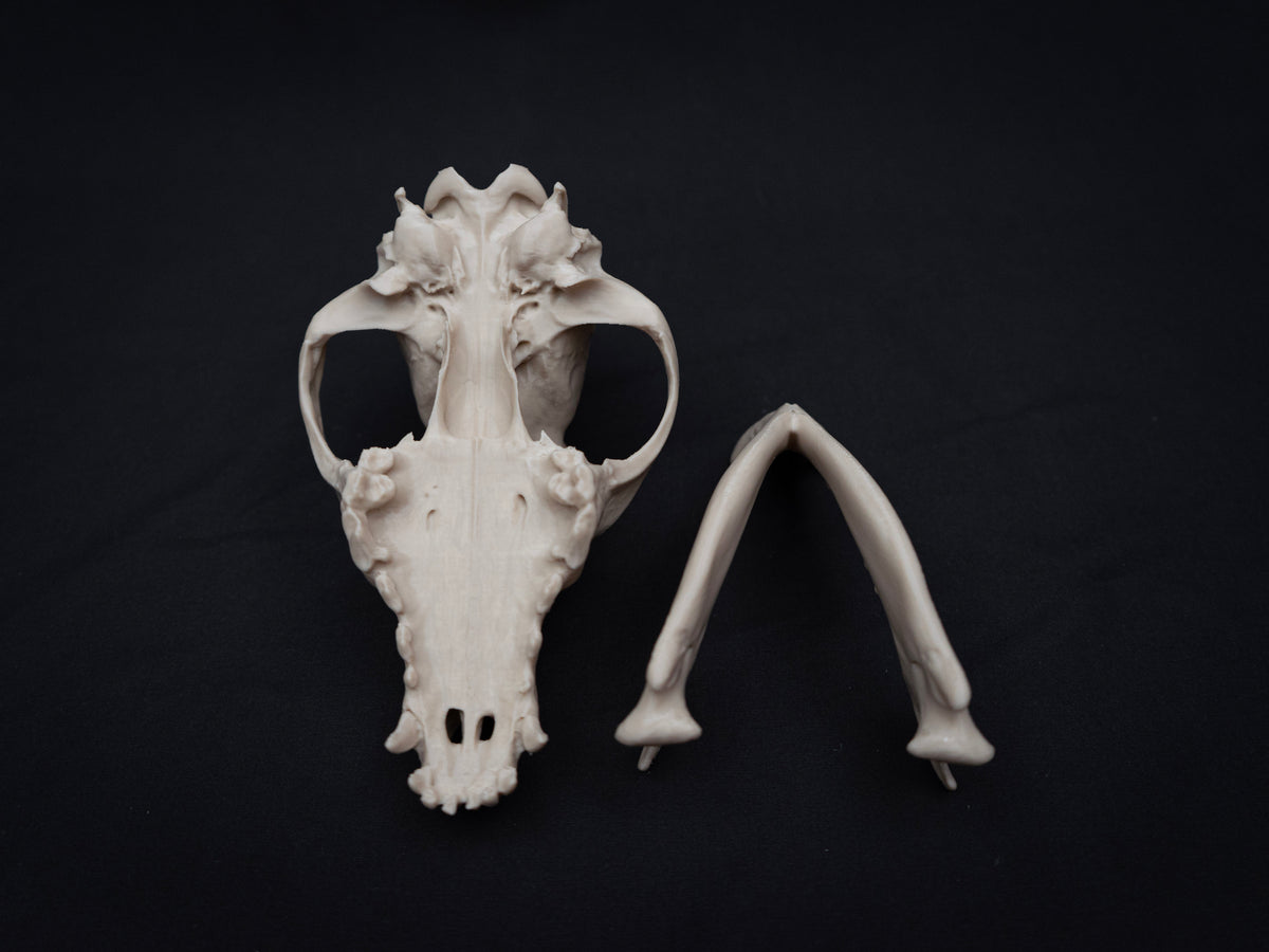 German Shepherd Skull - Life Size 3D Print