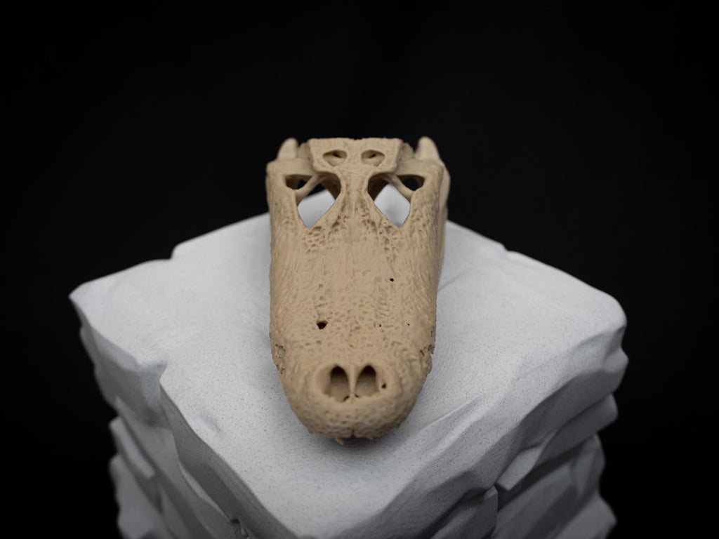 Scaled Alligator Skull Model | Gothic Decor Oddities and Curiosities | 3D Printe