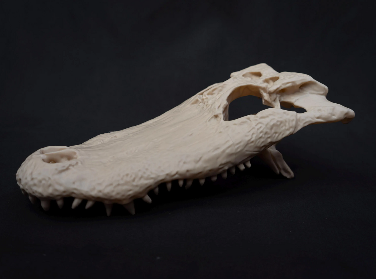 Alligator Skull - Life Size 3D Print