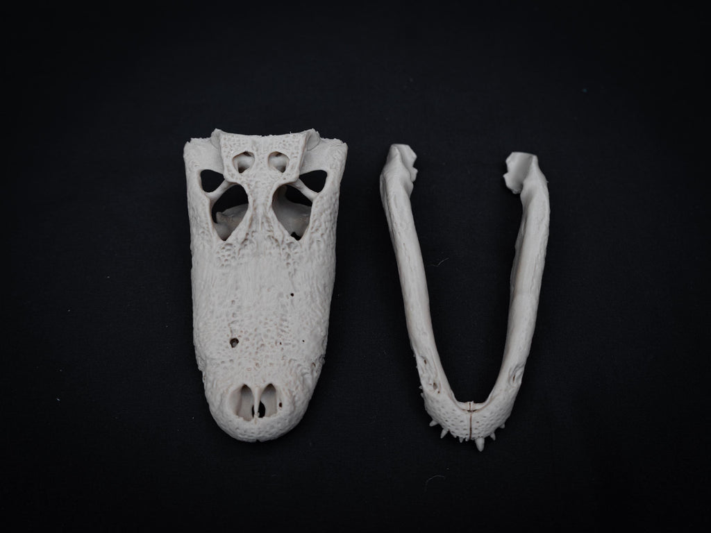 Scaled Alligator Skull Model | Gothic Decor Oddities and Curiosities | 3D Printe
