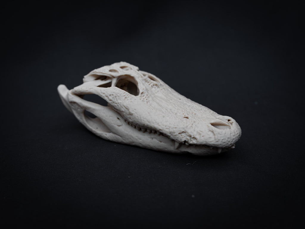 Scaled Alligator Skull Model | Gothic Decor Oddities and Curiosities | 3D Printe