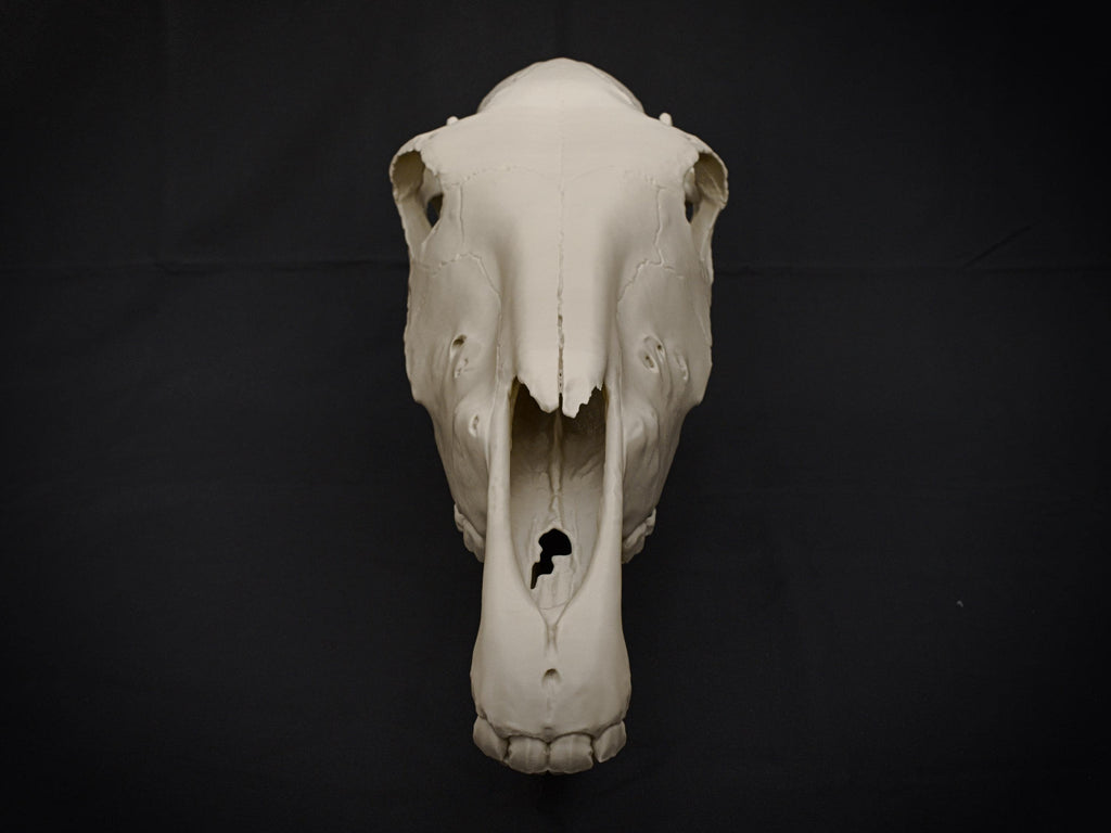 Life-Size Horse Skull Model Assembly Kit | 3D Printed DIY Gothic D�cor | Mari Lw