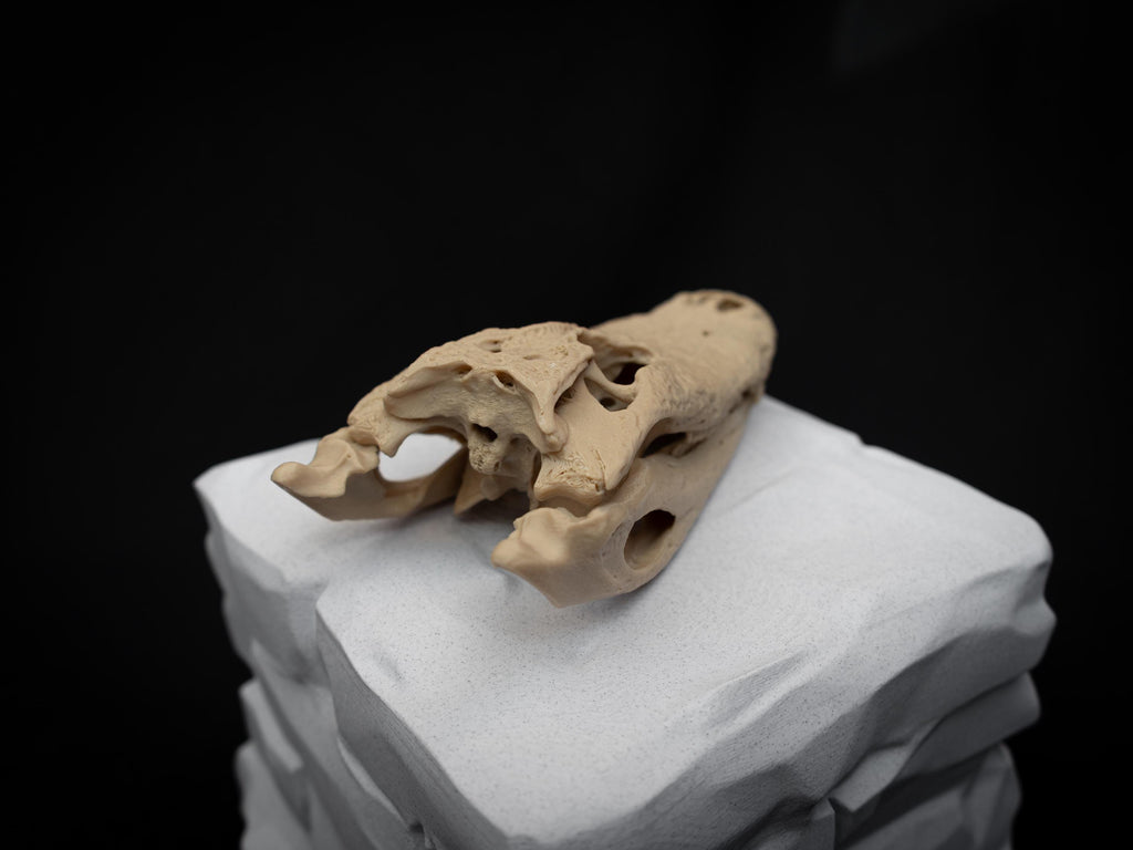Scaled Alligator Skull Model | Gothic Decor Oddities and Curiosities | 3D Printe