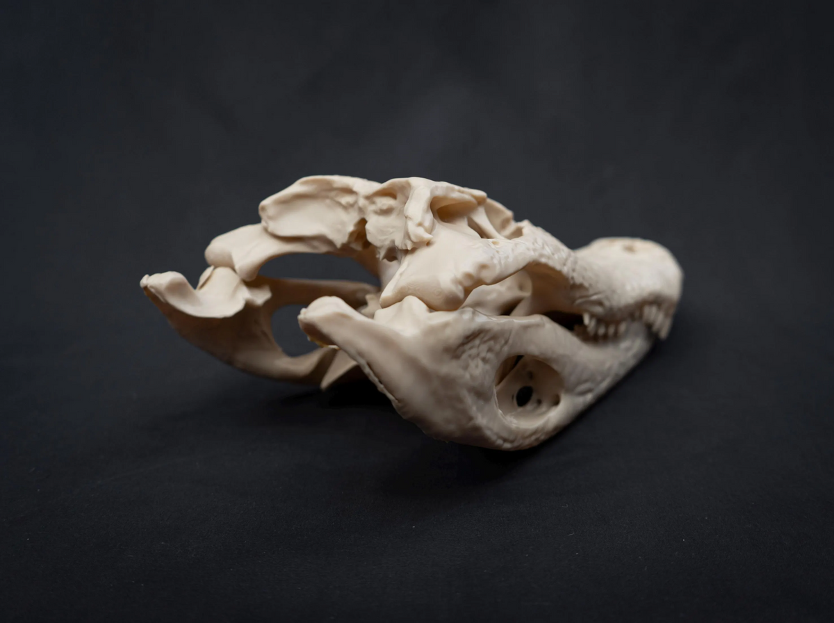 Alligator Skull - Life Size 3D Print