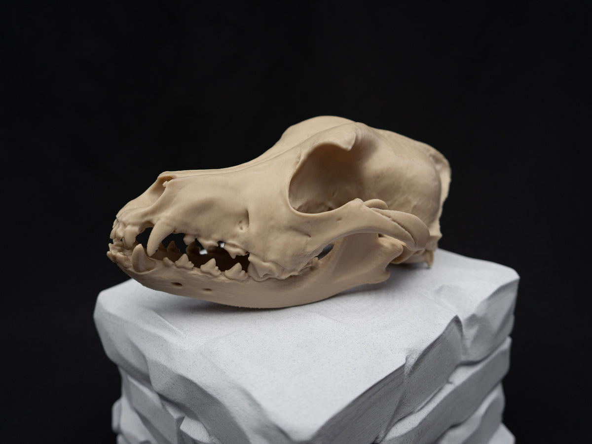 German Shepherd Skull - Life Size 3D Print