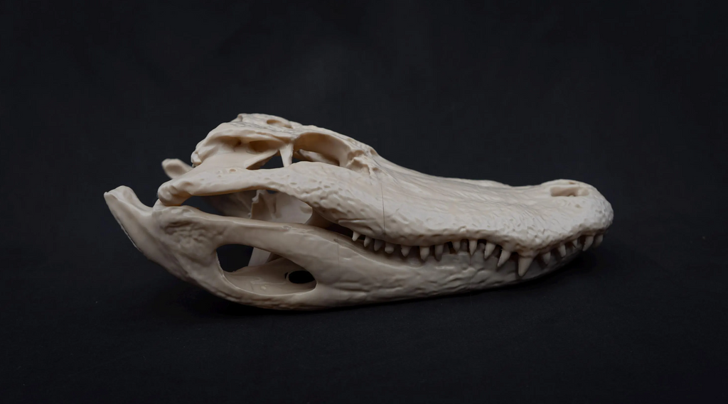 Alligator Skull - Life Size 3D Print