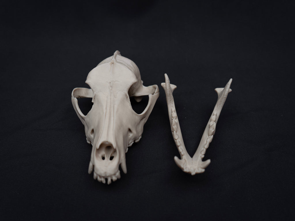 German Shepherd Skull - Life Size 3D Print