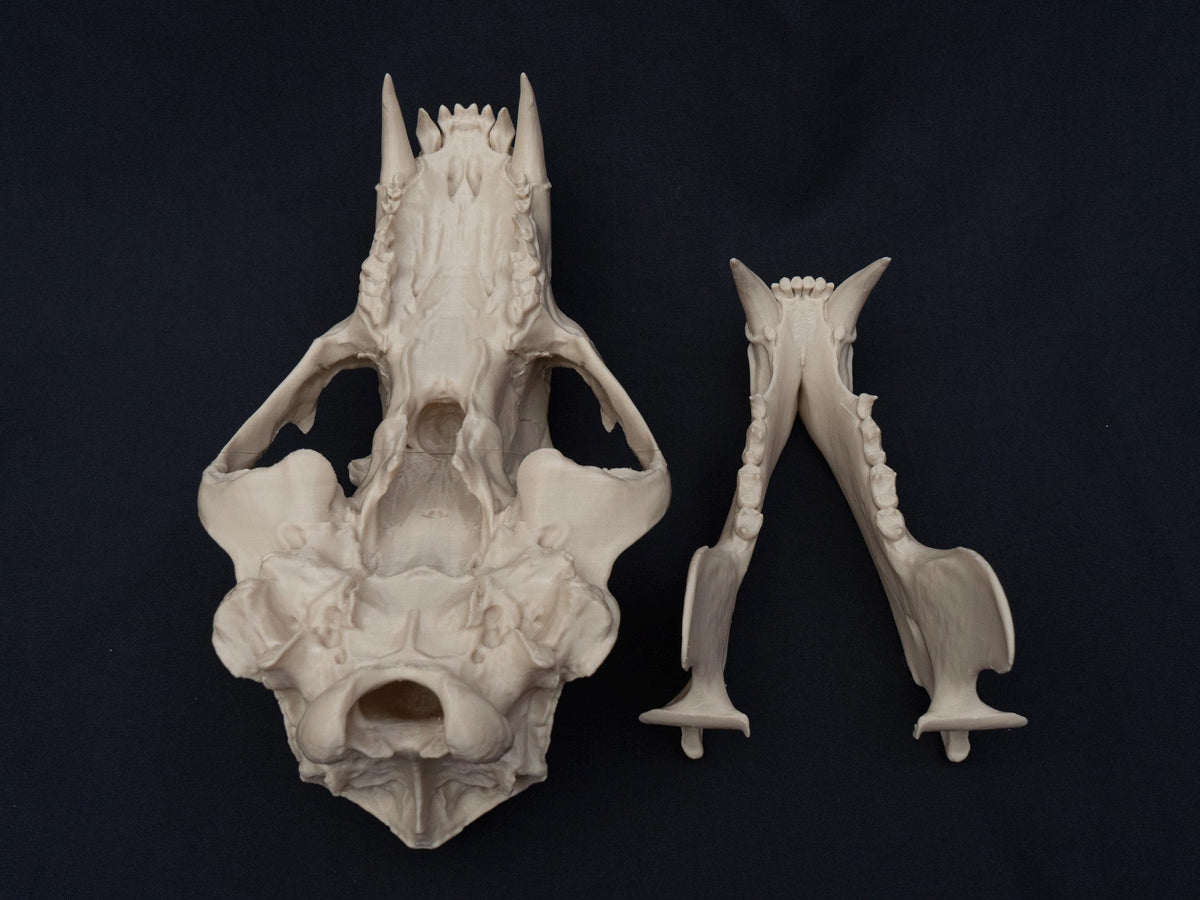 Life Size 3D Printed Polar Bear Skull Model | Gothic Home Decor Oddities
