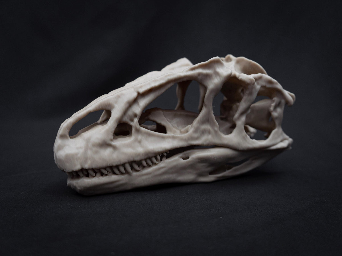 Allosaurus Skull Model | 3D Printed Dinosaur Model, Gothic Decor, Jurassic Fossi